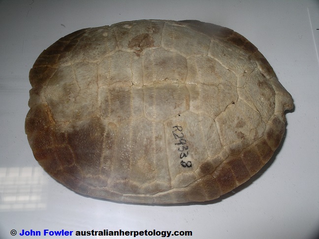 Pseudemydura umbrina Wester Swamp Tortoise Turtle